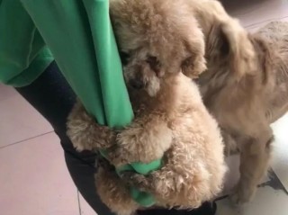 小奶狗抖音成年小奶狗视频的简单介绍