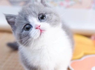 网红可爱的猫,网红可爱猫脏脏的