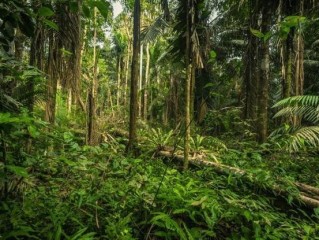 亚马逊森林十大恐怖生物,亚马逊森林