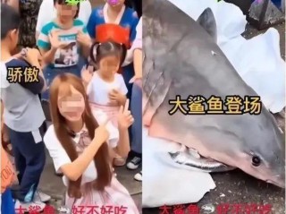 网红提子吃鲨鱼个人看法的简单介绍