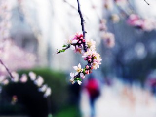 网红一枝梅有儿子吗,网红一枝梅
