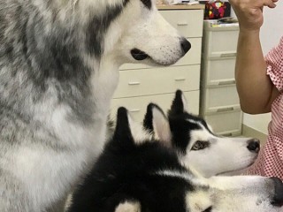 女主播家的哈士奇天秀是谁,女主播家的哈士奇天秀