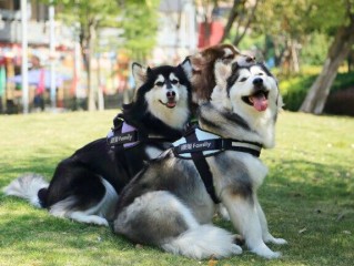 网红什么狗结婚,前段时间结婚的网红