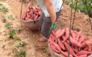 网红地瓜六鳌蜜薯产地蚂蚁新村,网红地瓜六鳌蜜薯
