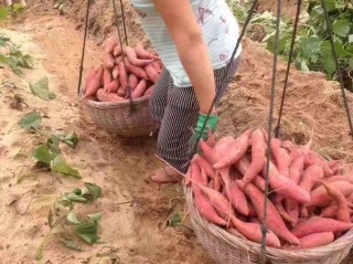 网红地瓜六鳌蜜薯产地蚂蚁新村,网红地瓜六鳌蜜薯