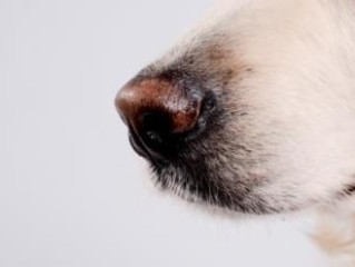 狗鼻子红了是因为什么(狗鼻子红了是因为什么原因)