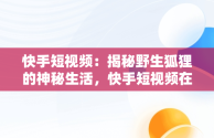 快手短视频：揭秘野生狐狸的神秘生活，快手短视频在线观看野生狐狸的视频 