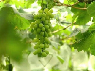 网红提子吃孔雀原视频,网红提子吃孔雀视频下载