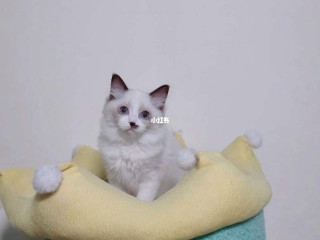 网红罗小猫猫子直播全过程,网红罗小猫猫子