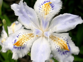 花蝴蝶日本视频中文(花蝴蝶在线观看免费版高清)