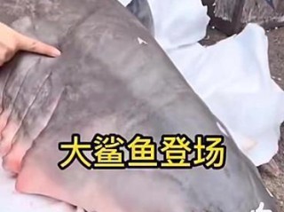 网红吃大白鲨,大白鲨吃饭的视频