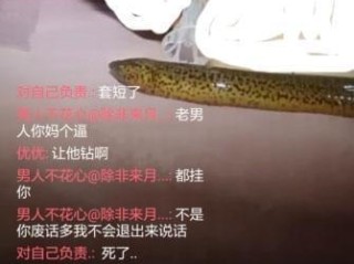 女主播黄鳝是什么梗(女主播黄鳝视频原视频无删减)