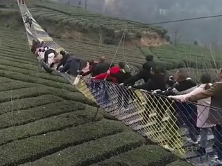 网红吊桥断裂10人落水(网红吊桥侧翻多人掉落茶园 事发瞬间曝光有人叫有人笑)