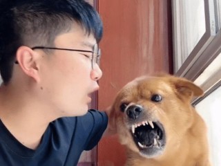 网红小狗主人回应没有虐狗,网红小狗主人回应没有虐狗吗