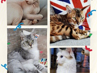 网红猫咖经营日记,网红猫咖经营日记全文下载