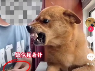网红小胖狗(网红狗小胖子)