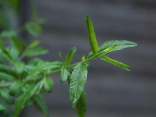 春雨视频直播,春雨视频直播安卓下载