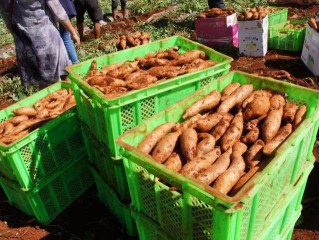 网红地瓜六鳌红蜜薯,网红地瓜
