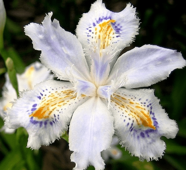 花蝴蝶日本视频中文(花蝴蝶在线观看免费版高清)