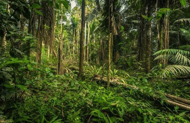 亚马逊森林十大恐怖生物,亚马逊森林