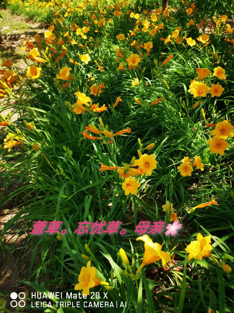 关于AI人外观替换忘忧草的信息